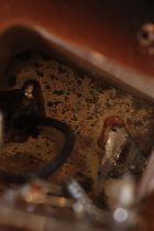 1961-Bass6-SB-TF0241