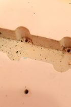 1962-JB-OWH-Gold-TF0023