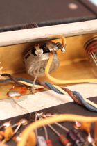 1967-Pricetone-Reverb3