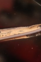 1967-Rickenbacker-625-JG