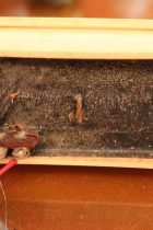 1973-Lp-Sig-Bass-GT2